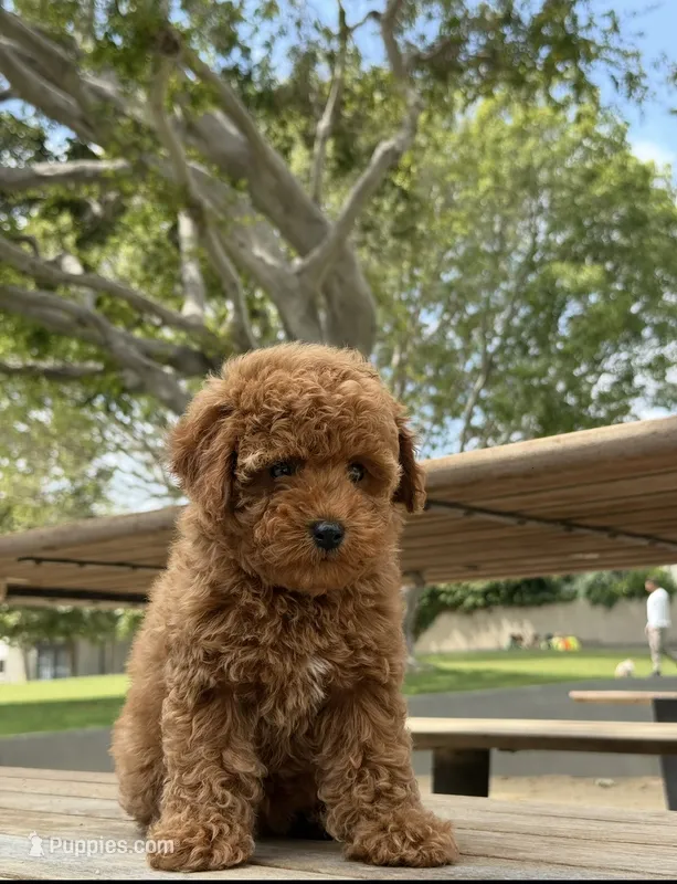 Captain snuggles – Poodle - Toy  puppy for sale in Los Angeles, CA