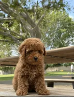 Captain snuggles, a male Poodle - Toy  for sale in Los Angeles, CA – 1 of 4