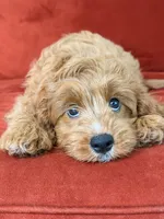 Lucky, a male Cavapoo for sale in Los Angeles, CA – 5 of 5