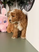 Cookie, a female Cavapoo and Poodle - Toy  for sale in Los Angeles, CA – 7 of 7
