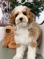 Mochi, a female Cavapoo and Poodle - Toy  for sale in Los Angeles, CA – 6 of 8