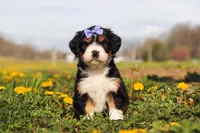 Kayla, a female Miniature Bernedoodle for sale in Los Angeles, CA – 3 of 4