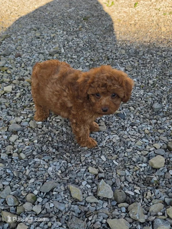 Mango – Cavapoo, Poodle - Toy  puppy for sale in Los Angeles, CA
