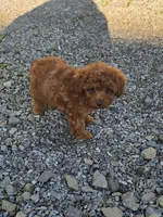 Mango, a male Cavapoo and Poodle - Toy  for sale in Los Angeles, CA – 1 of 1