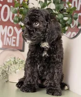 Light, a male Cavapoo and Poodle - Toy  for sale in Los Angeles, CA – 4 of 4