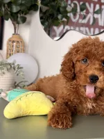 Pluto, a male Goldendoodle and Miniature Goldendoodle for sale in Los Angeles, CA – 4 of 5