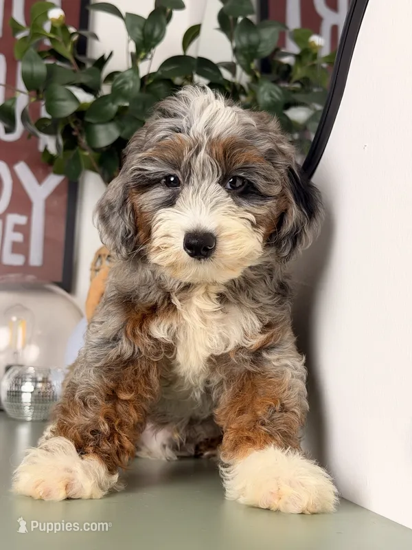 Icy – Goldendoodle, Poodle - Toy  puppy for sale in Los Angeles, CA