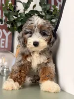 Icy, a male Goldendoodle and Poodle - Toy  for sale in Los Angeles, CA – 1 of 7