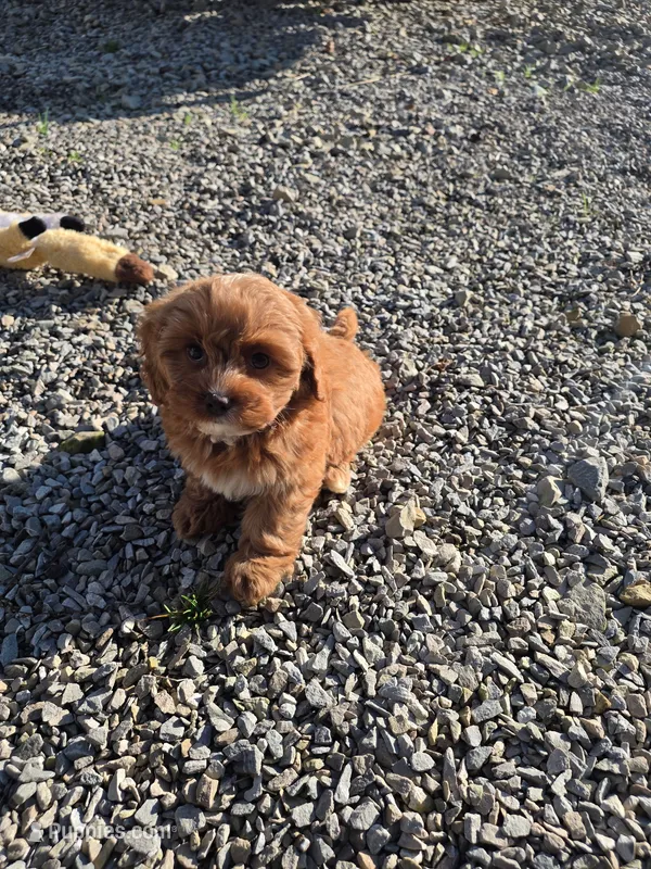 Cherry – Cavapoo, Poodle - Toy  puppy for sale in Los Angeles, CA
