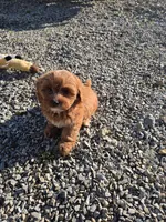 Cherry, a female Cavapoo and Poodle - Toy  for sale in Los Angeles, CA – 1 of 1