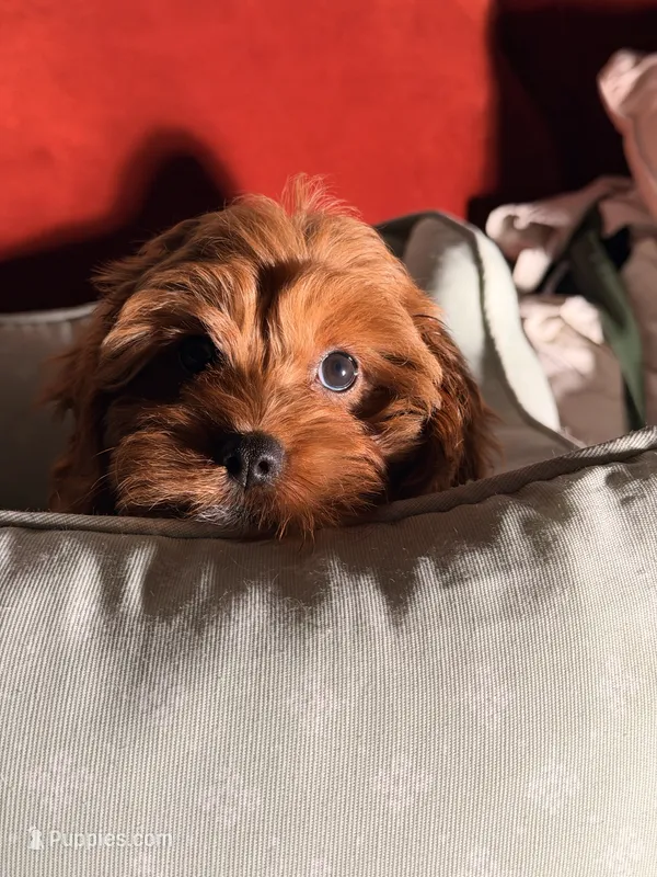 Bruno – Cavapoo puppy for sale in Los Angeles, CA