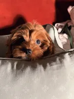 Bruno, a male Cavapoo for sale in Los Angeles, CA – 1 of 5