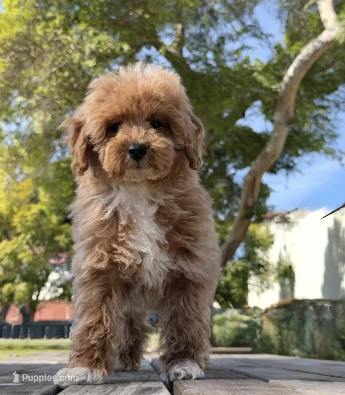 Toy - Tama, a male Goldendoodle for sale in Los Angeles, CA – Photo 1 of 2