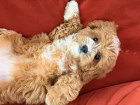 Lily, a female Cavapoo for sale in Los Angeles, CA – 3 of 6