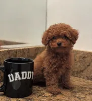 Key, a male Poodle - Toy  for sale in Los Angeles, CA – 4 of 4