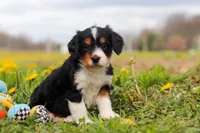 Taylor, a female Miniature Bernedoodle for sale in Los Angeles, CA – 5 of 6
