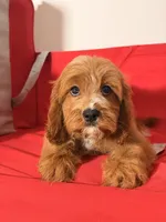 Lulu, a female Cavapoo for sale in Los Angeles, CA – 5 of 5