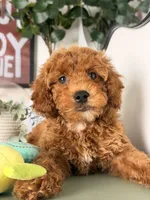 Pluto, a male Goldendoodle and Miniature Goldendoodle for sale in Los Angeles, CA – 2 of 5