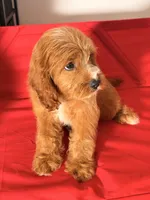 Lulu, a female Cavapoo for sale in Los Angeles, CA – 2 of 5