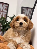 Waffle, a female Cavapoo and Poodle - Toy  for sale in Los Angeles, CA – 3 of 8