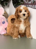 Cookie, a female Cavapoo and Poodle - Toy  for sale in Los Angeles, CA – 5 of 7