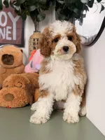 Mochi, a female Cavapoo and Poodle - Toy  for sale in Los Angeles, CA – 7 of 8
