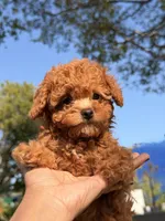 Cookie, a male Poodle - Toy  for sale in Los Angeles, CA – Photo 4 of 6
