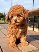 Cookie, a male Poodle - Toy  for sale in Los Angeles, CA – Photo 3 of 6