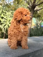 Cookie, a male Poodle - Toy  for sale in Los Angeles, CA – Photo 5 of 6