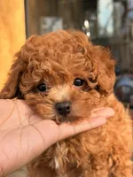Cookie, a male Poodle - Toy  for sale in Los Angeles, CA – Photo 2 of 6