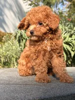 Cookie, a male Poodle - Toy  for sale in Los Angeles, CA – Photo 6 of 6