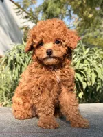 Cookie, a male Poodle - Toy  for sale in Los Angeles, CA – Photo 1 of 6