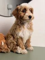 Waffle, a female Cavapoo and Poodle - Toy  for sale in Los Angeles, CA – 6 of 8