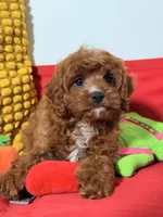 Tofee, a male Cavapoo for sale in Los Angeles, CA – Photo 2 of 3