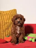 Tofee, a male Cavapoo for sale in Los Angeles, CA – Photo 3 of 3