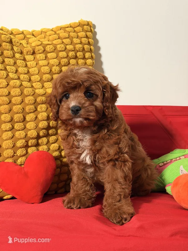 Tofee – Cavapoo puppy for sale in Los Angeles, CA