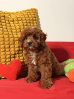 Tofee, a male Cavapoo for sale in Los Angeles, CA – Photo 1 of 3