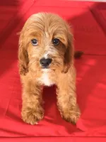 Lulu, a female Cavapoo for sale in Los Angeles, CA – 1 of 5