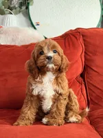 Laguna, a female Cavapoo for sale in Los Angeles, CA – 5 of 6