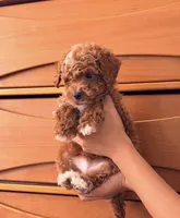 Baby Jack, a male Cavapoo for sale in Los Angeles, CA – Photo 2 of 4