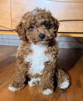 Baby Jack, a male Cavapoo for sale in Los Angeles, CA – Photo 4 of 4