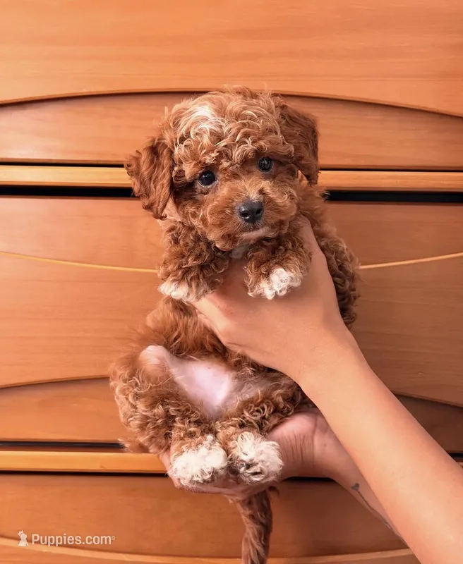 Baby Jack, a male Cavapoo for sale in Los Angeles, CA – Photo 1 of 4