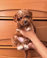 Baby Jack, a male Cavapoo for sale in Los Angeles, CA – Photo 1 of 4