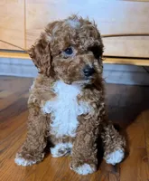 Baby Jack, a male Cavapoo for sale in Los Angeles, CA – Photo 3 of 4