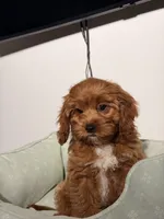 Bruno, a male Cavapoo for sale in Los Angeles, CA – 2 of 5