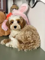 Cannoli, a male Cavapoo and Poodle - Toy  for sale in Los Angeles, CA – 5 of 9