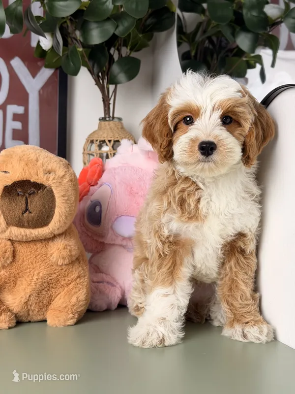 Cannoli – Cavapoo, Poodle - Toy  puppy for sale in Los Angeles, CA