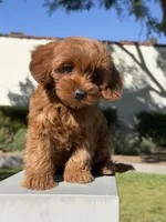 Lili, a female Cavapoo for sale in Los Angeles, CA – Photo 2 of 6