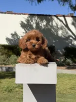 Lili, a female Cavapoo for sale in Los Angeles, CA – Photo 1 of 6