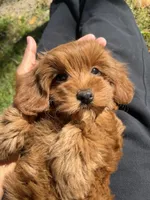 Lili, a female Cavapoo for sale in Los Angeles, CA – Photo 6 of 6